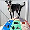 Thumbnail photo of Rowen #1