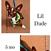 Thumbnail photo of Lil Dude #1