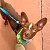 Thumbnail photo of Lil Dude #3