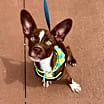 Thumbnail photo of Lil Dude #4