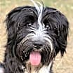 Thumbnail photo of Teacup #1