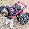 Thumbnail photo of Teacup #2