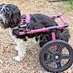 Thumbnail photo of Teacup #4