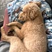 Thumbnail photo of Finn #3