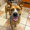 Thumbnail photo of Doogie #1