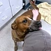 Thumbnail photo of Doogie #2