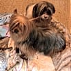 Thumbnail photo of Maggie #2