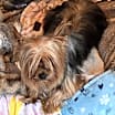 Thumbnail photo of Maggie #4