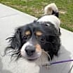 Thumbnail photo of Oreo #1
