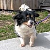 Thumbnail photo of Oreo #2