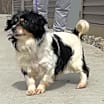 Thumbnail photo of Oreo #3