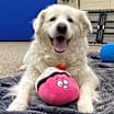 Thumbnail photo of Lily #1