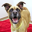 Thumbnail photo of Honey #1