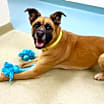 Thumbnail photo of Honey #2
