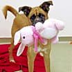 Thumbnail photo of Honey #3