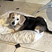 Thumbnail photo of Riley #1