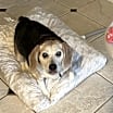 Thumbnail photo of Riley #2