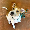 Thumbnail photo of Almond Joy #1