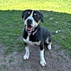 Thumbnail photo of Bucky #1