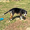 Thumbnail photo of Bucky #2