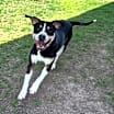 Thumbnail photo of Bucky #3