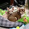 Thumbnail photo of KoKo & Angel  #1