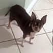 Thumbnail photo of KoKo & Angel  #2