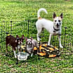 Thumbnail photo of KoKo & Angel  #3