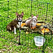 Thumbnail photo of KoKo & Angel  #4