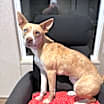 Thumbnail photo of Luna #4