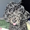 Thumbnail photo of Blackberry #4