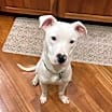 Thumbnail photo of Krypto #3