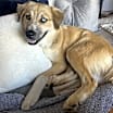 Thumbnail photo of Sadie #2