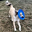 Thumbnail photo of Sadie #3