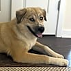 Thumbnail photo of Sadie #4