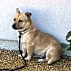 Thumbnail photo of Gordo #1