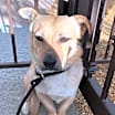 Thumbnail photo of Gordo #2