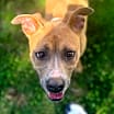 Thumbnail photo of Goldie #1
