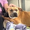 Thumbnail photo of Goldie #2