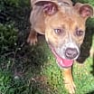 Thumbnail photo of Goldie #3