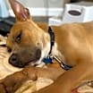 Thumbnail photo of Goldie #4