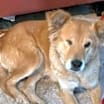 Thumbnail photo of Lazzy - #1