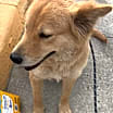 Thumbnail photo of Lazzy - #3