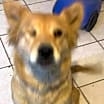 Thumbnail photo of Lazzy - #4