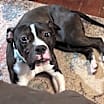 Thumbnail photo of Bunky #3
