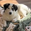 Thumbnail photo of Morty #3