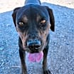 Thumbnail photo of Buck #3