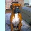 Thumbnail photo of Champ III #1