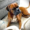 Thumbnail photo of Champ III #2