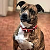 Thumbnail photo of DAISY #1